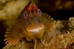 Tompot Blenny - North Wales, UK, Nikon D70s, 60mm, Twin s... by Paul Maddock 
